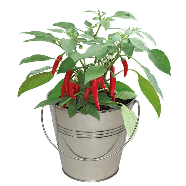 5055128623780 1 Nurture Grow Vintage Bucket Cayenne Chilli Grow Kit.jpg